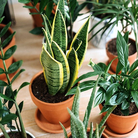 Small plants category-5